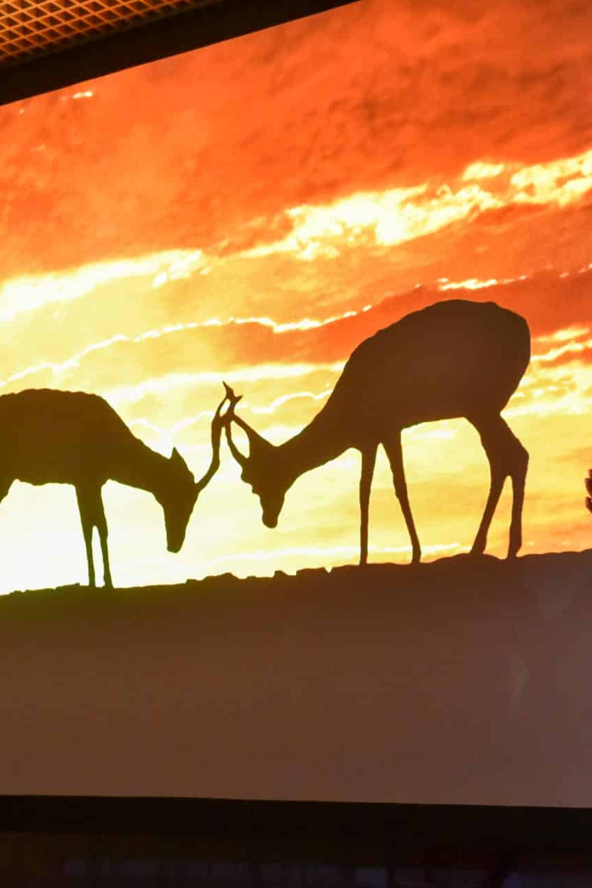 sicherheitsschuhe baak gorelax soziales engagement fly help Schule Spenden Veranstaltung Gesang König der Löwen