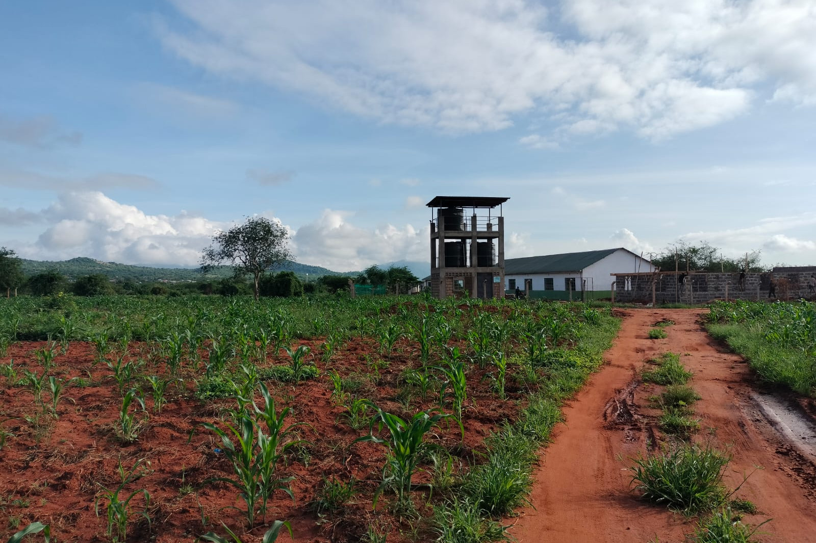 Erntefelder in Kenia